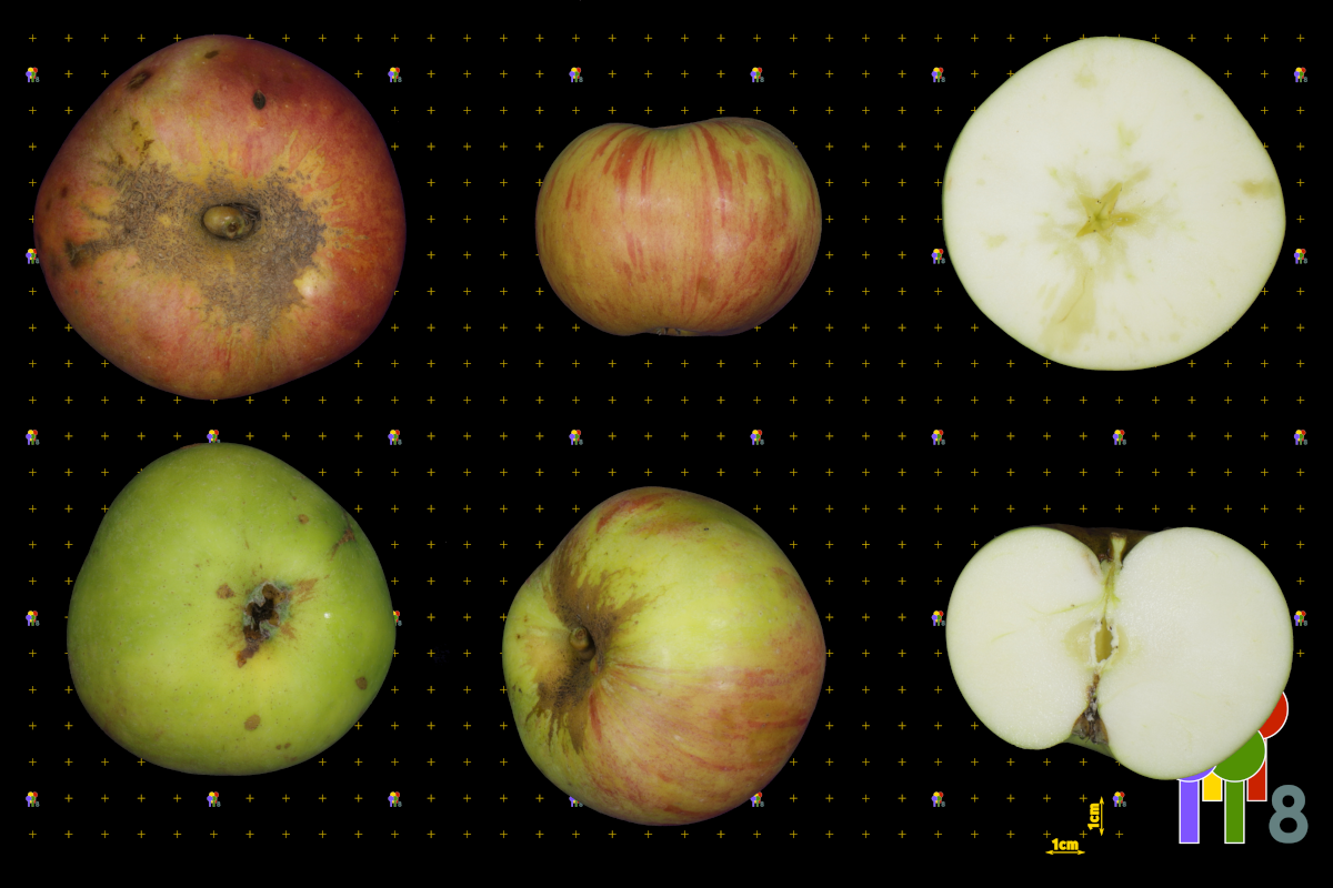 plaatje niet gevonden